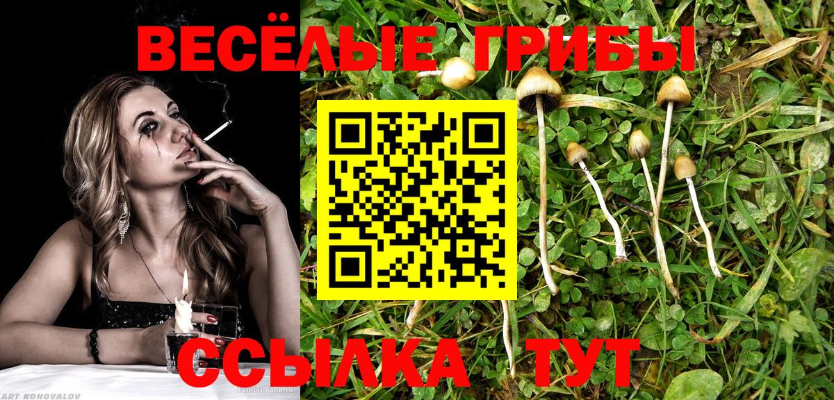 Кировск  Галлюциногенные грибы Psilocybe  Вход с VPN  Галлюциногенные грибы мухоморы 